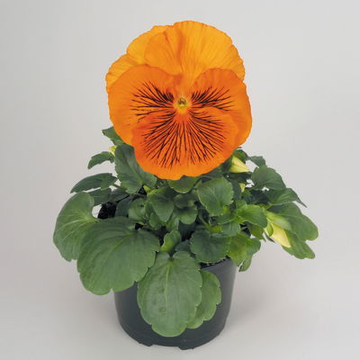 Stiefmütterchen Cats®, Farben zufällig, Topf-Ø 13 cm, 6 Pflanzen Stiefmütterchen Cats®, Farben zufällig, Topf-Ø 13 cm, 6 Pflanzen