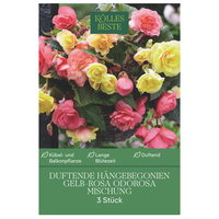 Kölles Beste Duftende Hängebegonien Mischung Odorosa gelb-rosa, 3 Blumenknollen