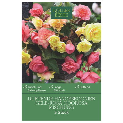 Kölles Beste Duftende Hängebegonien Mischung Odorosa gelb-rosa, 3 Blumenknollen