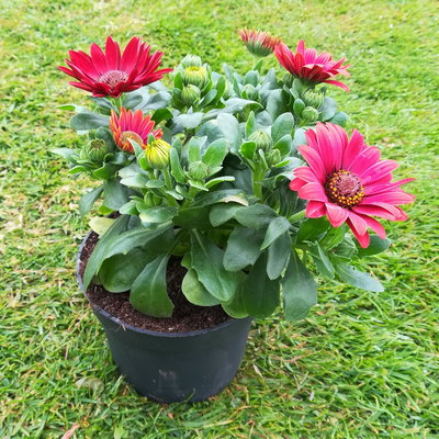 Kapkörbchen rot, Topf-Ø 12 cm, 6er-Set