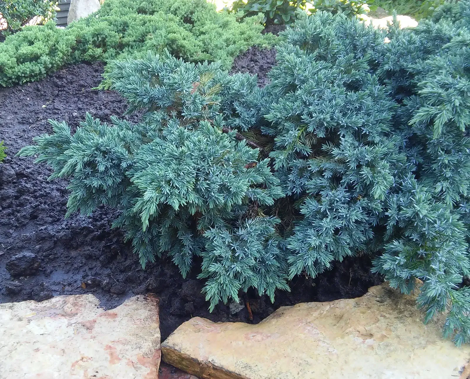 Wacholder blau, bodendeckend Wacholder blau, bodendeckend