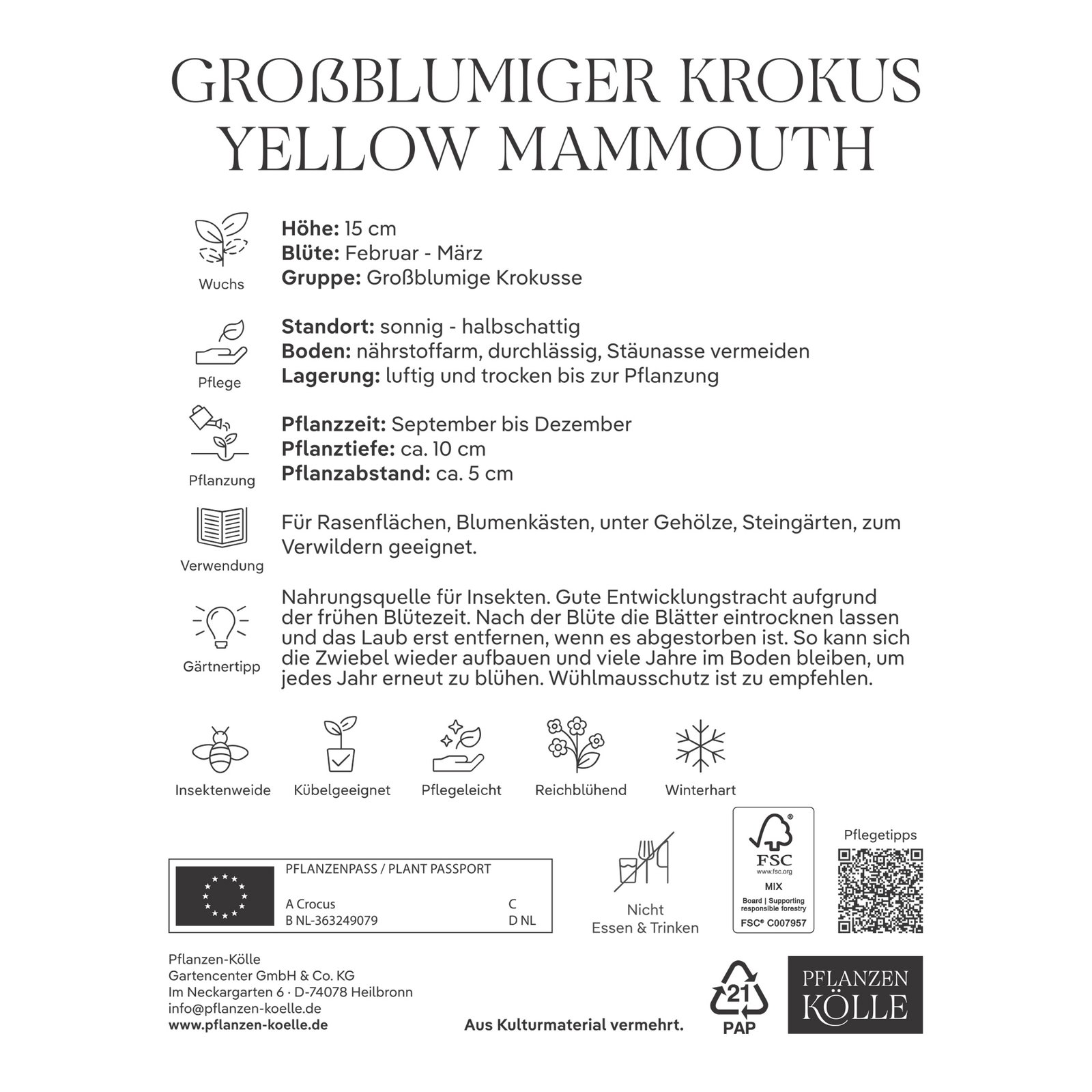 XXL Großblumige Krokusse Yellow Mammouth gelb, 10 Blumenzwiebeln XXL Großblumige Krokusse Yellow Mammouth gelb, 10 Blumenzwiebeln