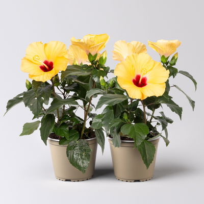 Hibiskus, gelb, Topf-Ø 13 cm, Höhe ca. 35 cm, 2 Pflanzen