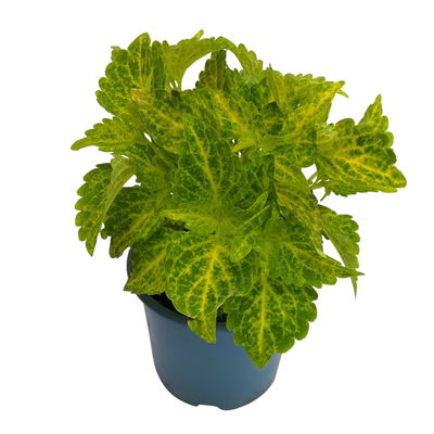 Buntnessel 'River Walk', hellgrün-dunkelgrün, Topf-Ø 12 cm, 6 Pflanzen