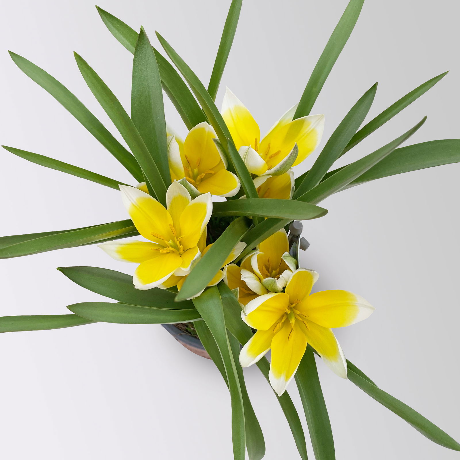 Zwiebelpflanzen-Set Frühlingsbote, gelb-weiß, 9 Pflanzen Zwiebelpflanzen-Set Frühlingsbote, gelb-weiß, 9 Pflanzen