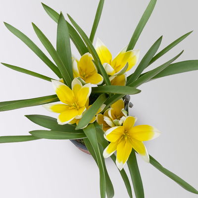 Zwiebelpflanzen-Set Frühlingsbote, gelb-weiß, 9 Pflanzen Zwiebelpflanzen-Set Frühlingsbote, gelb-weiß, 9 Pflanzen