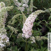 Schmetterlingsstrauch, Buddleja 'Rêve de Papillion® White' weiß, Topf 5 Liter