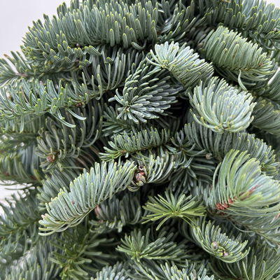 gebundener Baum aus echter Nobilistanne, Höhe ca. 30 cm gebundener Baum aus echter Nobilistanne, Höhe ca. 30 cm