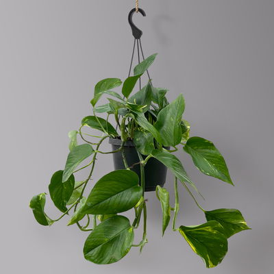 Efeutute, in Ampeltopf, Topf-Ø 18 cm, Höhe ca. 35 cm Efeutute, in Ampeltopf, Topf-Ø 18 cm, Höhe ca. 35 cm