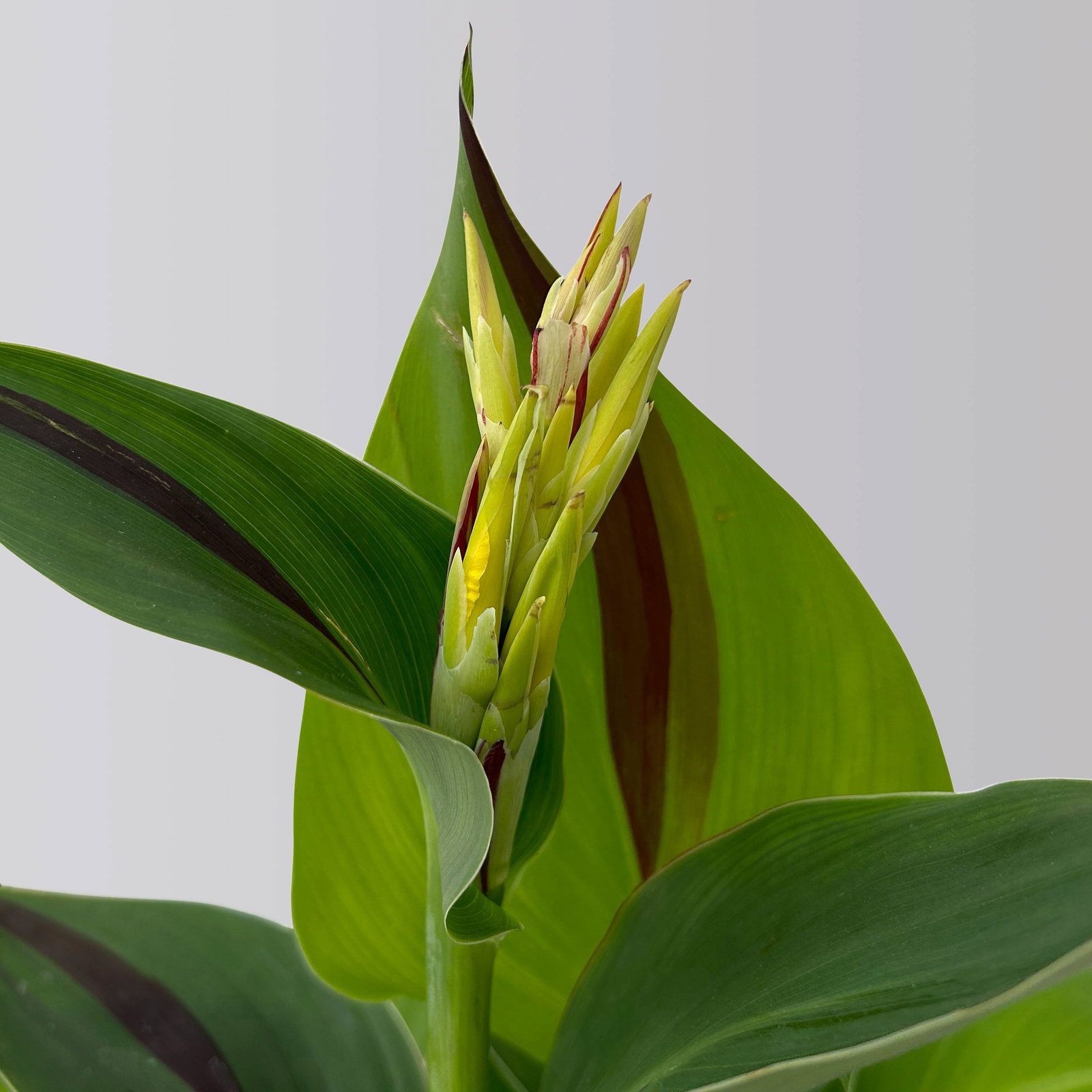 Canna 'Cleopatra', gelb-rot, Topf-Ø 17 cm, 2 Pflanzen Canna 'Cleopatra', gelb-rot, Topf-Ø 17 cm, 2 Pflanzen