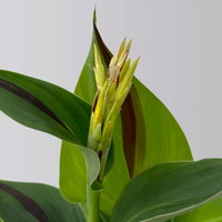 Canna 'Cleopatra', gelb-rot, Topf-Ø 17 cm, 2 Pflanzen Canna 'Cleopatra', gelb-rot, Topf-Ø 17 cm, 2 Pflanzen