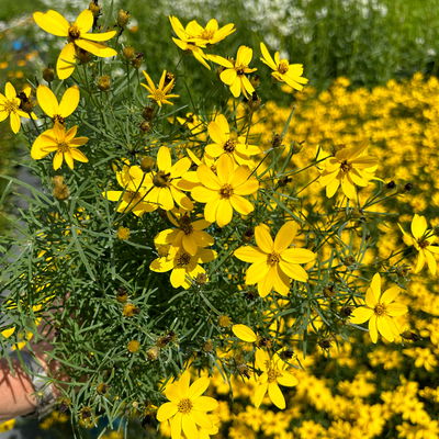 Bio Mädchenauge 'Zagreb', goldgelb, Top 11x11 cm, 3 Pflanzen Bio Mädchenauge 'Zagreb', goldgelb, Top 11x11 cm, 3 Pflanzen