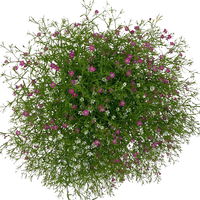 Schleierkraut 'Duo' rosa-weiß, Topf-Ø 12/13 cm