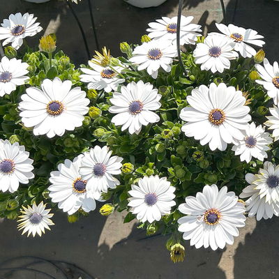 Kapkörbchen, Farbe zufällig, Topf-Ø 14 cm, 4 Pflanzen Kapkörbchen, Farbe zufällig, Topf-Ø 14 cm, 4 Pflanzen