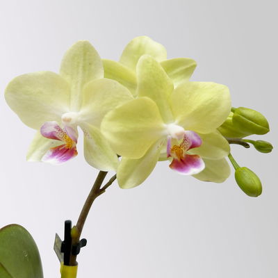 Mini-Phalaenopsis mit Keramiktopf, gelb, Topf-Ø 7 cm, 2 Pflanzen Mini-Phalaenopsis mit Keramiktopf, gelb, Topf-Ø 7 cm, 2 Pflanzen