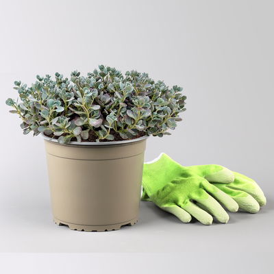 Fetthenne, Sedum 'Lidakense', rosarot, Höhe 15-20 cm, Topf 3 Liter