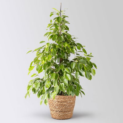 Birkenfeige 'Golden King' in Korb Osaka, Topf-Ø 17 cm, Höhe ca. 70 cm Birkenfeige 'Golden King' in Korb Osaka, Topf-Ø 17 cm, Höhe ca. 70 cm