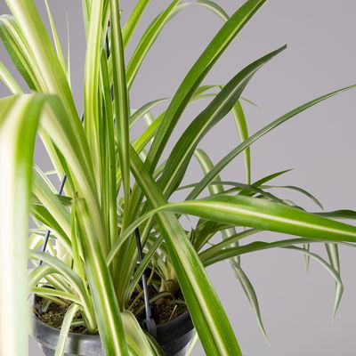 Grünlilie, in Blumenampel, Topf-Ø 14 cm, Höhe ca. 50 cm