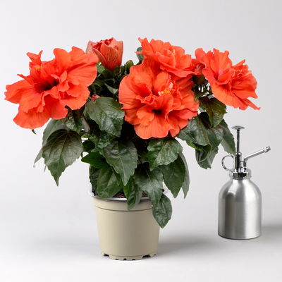 Hibiskus HibisQs® 'Adonicus Double Orange' orange, Topf-Ø 13 cm, 2 Pflanzen Hibiskus HibisQs® 'Adonicus Double Orange' orange, Topf-Ø 13 cm, 2 Pflanzen