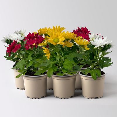 Chrysantheme Mini 'Swifty', Mix zufällig, Topf-Ø 6 cm, 6 Pflanzen