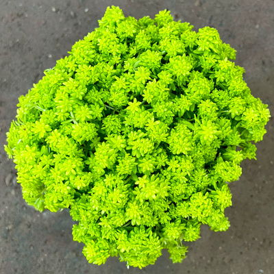 Gelblaubiger Mauerpfeffer 'Aureum' gelb, Topf-Ø 12 cm, 6er-Set Gelblaubiger Mauerpfeffer 'Aureum' gelb, Topf-Ø 12 cm, 6er-Set