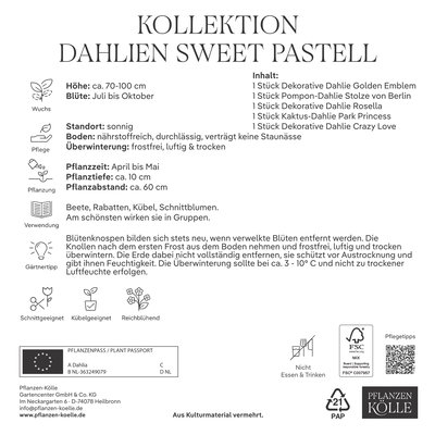 Kölles Beste Dahlien-Kollektion Sweet Pastell, 5 Knollen pastellfarbener Mix