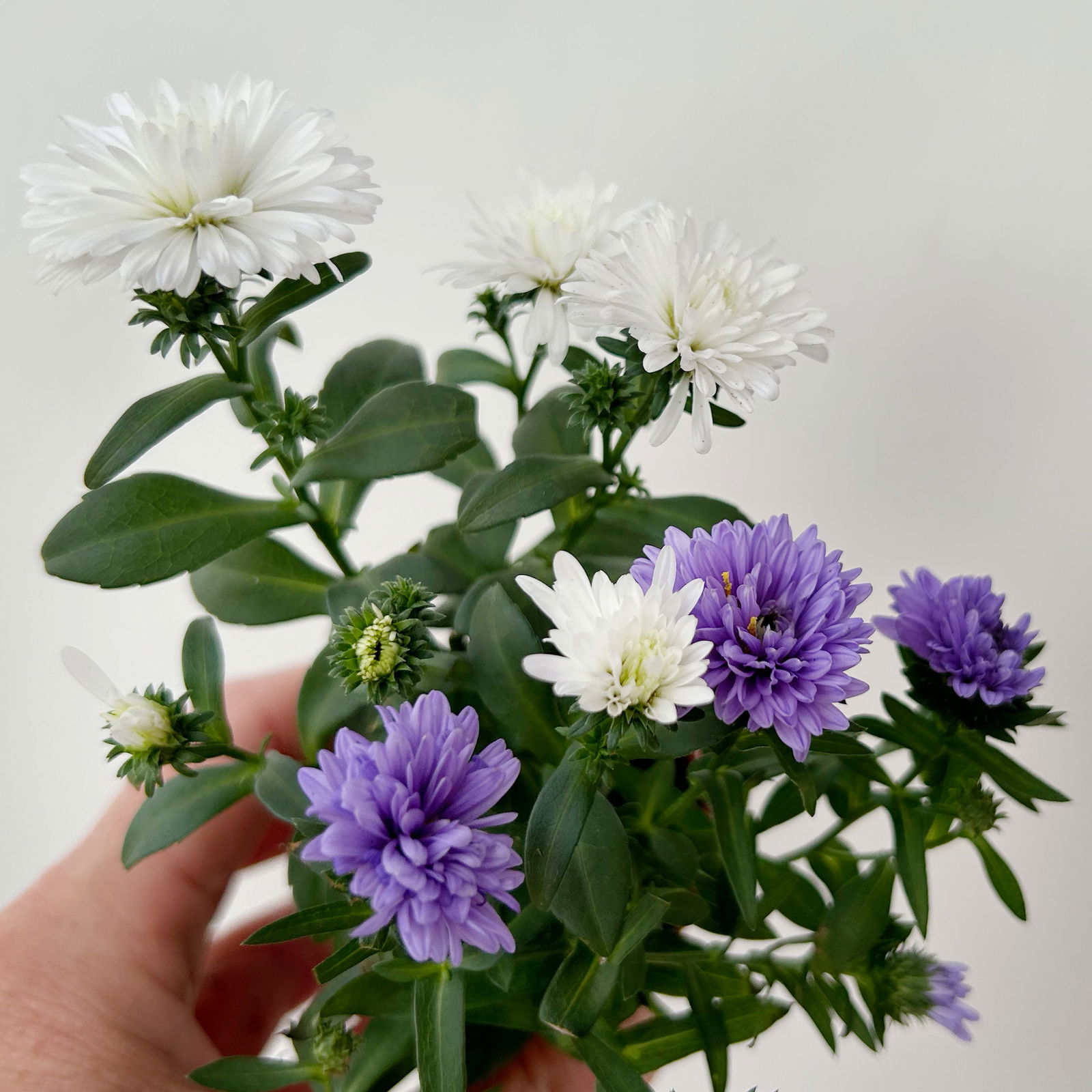 Aster Duo, Mini, weiß-blau, Topf-Ø 6 cm, 8 Pflanzen