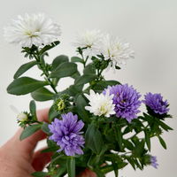 Aster Duo, Mini, weiß-blau, Topf-Ø 6 cm, 8 Pflanzen