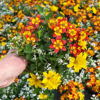 Mixtopf mit Goldmarie und Schneewolke, weiß-gelb, Topf-Ø 12 cm, 6 Pflanzen