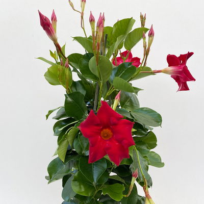 Dipladenie rot, Pyramide, Topf-Ø 14 cm, Höhe ca. 50 cm, 2 Pflanzen