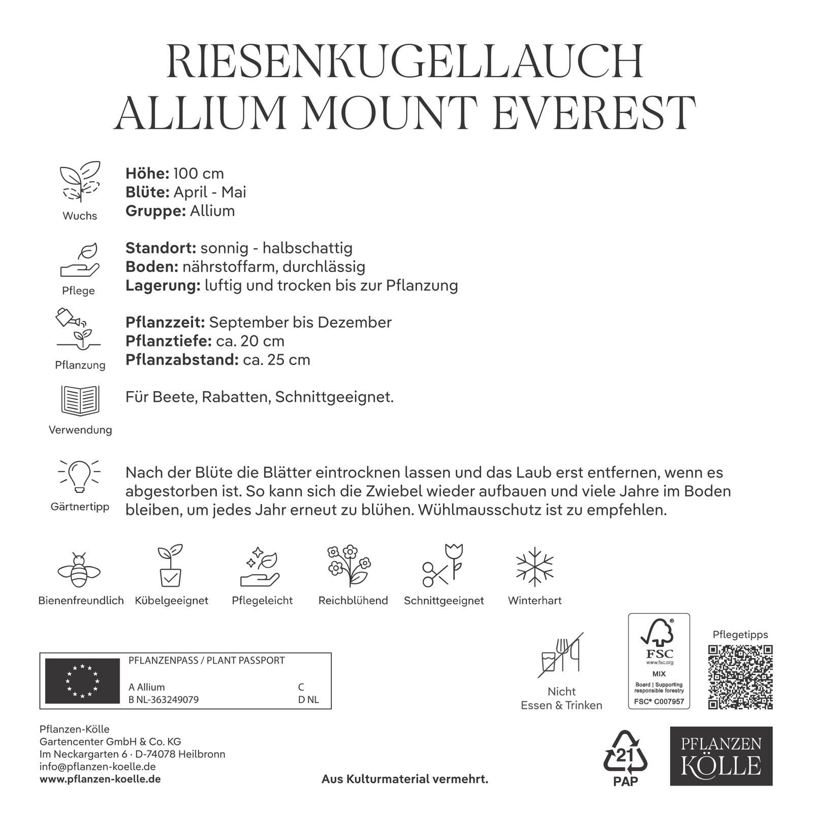 XXL Allium Mount Everest (Riesenkugellauch) weiß, 1 Blumenzwiebel XXL Allium Mount Everest (Riesenkugellauch) weiß, 1 Blumenzwiebel