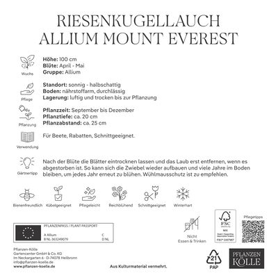 XXL Allium Mount Everest (Riesenkugellauch) weiß, 1 Blumenzwiebel XXL Allium Mount Everest (Riesenkugellauch) weiß, 1 Blumenzwiebel