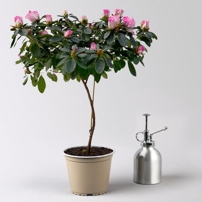 Azalee, Stamm, Farbe zufällig, Topf-Ø 13cm, Höhe ca. 45 cm, 2 Pflanzen Azalee, Stamm, Farbe zufällig, Topf-Ø 13cm, Höhe ca. 45 cm, 2 Pflanzen