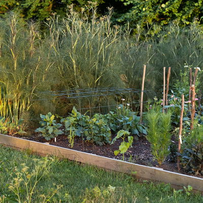 Bellissa Hortensienstütze 'ANNABELLE', 2er-Set, grün, H80 x L75 x L72 cm Bellissa Hortensienstütze 'ANNABELLE', 2er-Set, grün, H80 x L75 x L72 cm