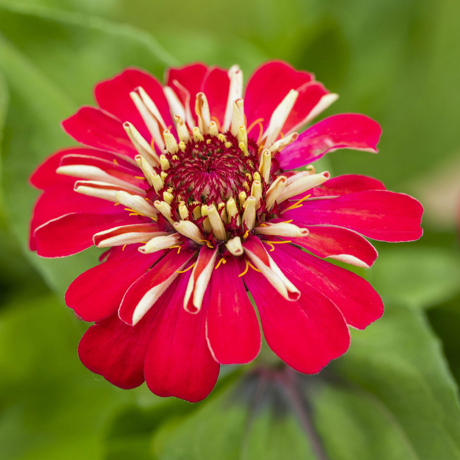 Zinnie, Farbe nach Verfügbarkeit, Topf-Ø 12 cm, 6 Pflanzen