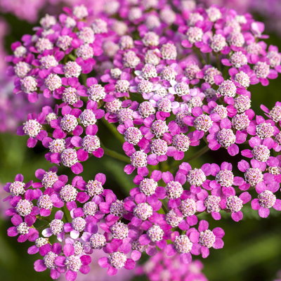 Schafgarbe, rosa, Höhe 60 cm, Topf 3 Liter Schafgarbe, rosa, Höhe 60 cm, Topf 3 Liter