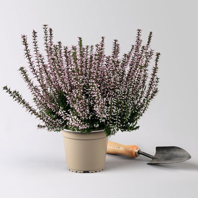 Calluna 'Garden Girls® Lönneby', rosa, Topf-Ø 13 cm, 6 Pflanzen