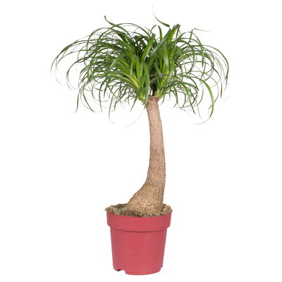 Elefantenfuß, Stamm, Topf-Ø 21 cm, Höhe ca. 70 cm Elefantenfuß, Stamm, Topf-Ø 21 cm, Höhe ca. 70 cm