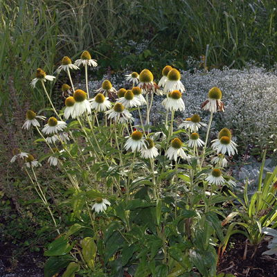 Trockenresistente Stauden Set, 18 Pflanzen für 3 m², bunt Trockenresistente Stauden Set, 18 Pflanzen für 3 m², bunt