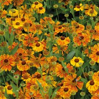 Bio Sonnenbraut 'Waltraut' orange-gelb, Topf-Ø 11 cm, 3er-Set