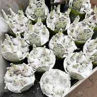 Narzisse 'Bridal Crown' , winterweiß, vorgetrieben, Topf-Ø 12 cm, 6 Pflanzen Narzisse 'Bridal Crown' , winterweiß, vorgetrieben, Topf-Ø 12 cm, 6 Pflanzen