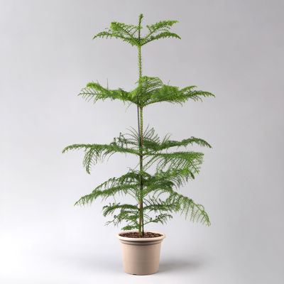 Zimmertanne, Topf-Ø 21 cm, Höhe ca. 90 cm Zimmertanne, Topf-Ø 21 cm, Höhe ca. 90 cm