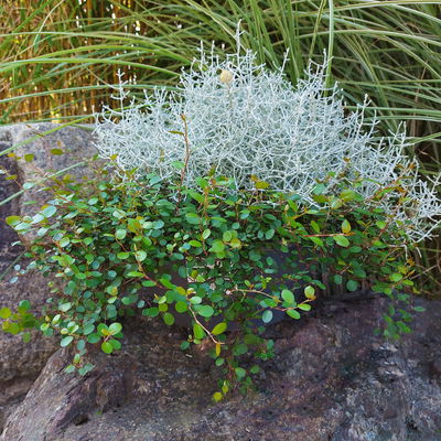 Calocephalus & Mühlenbeckie, Topf-Ø 23 cm Calocephalus & Mühlenbeckie, Topf-Ø 23 cm