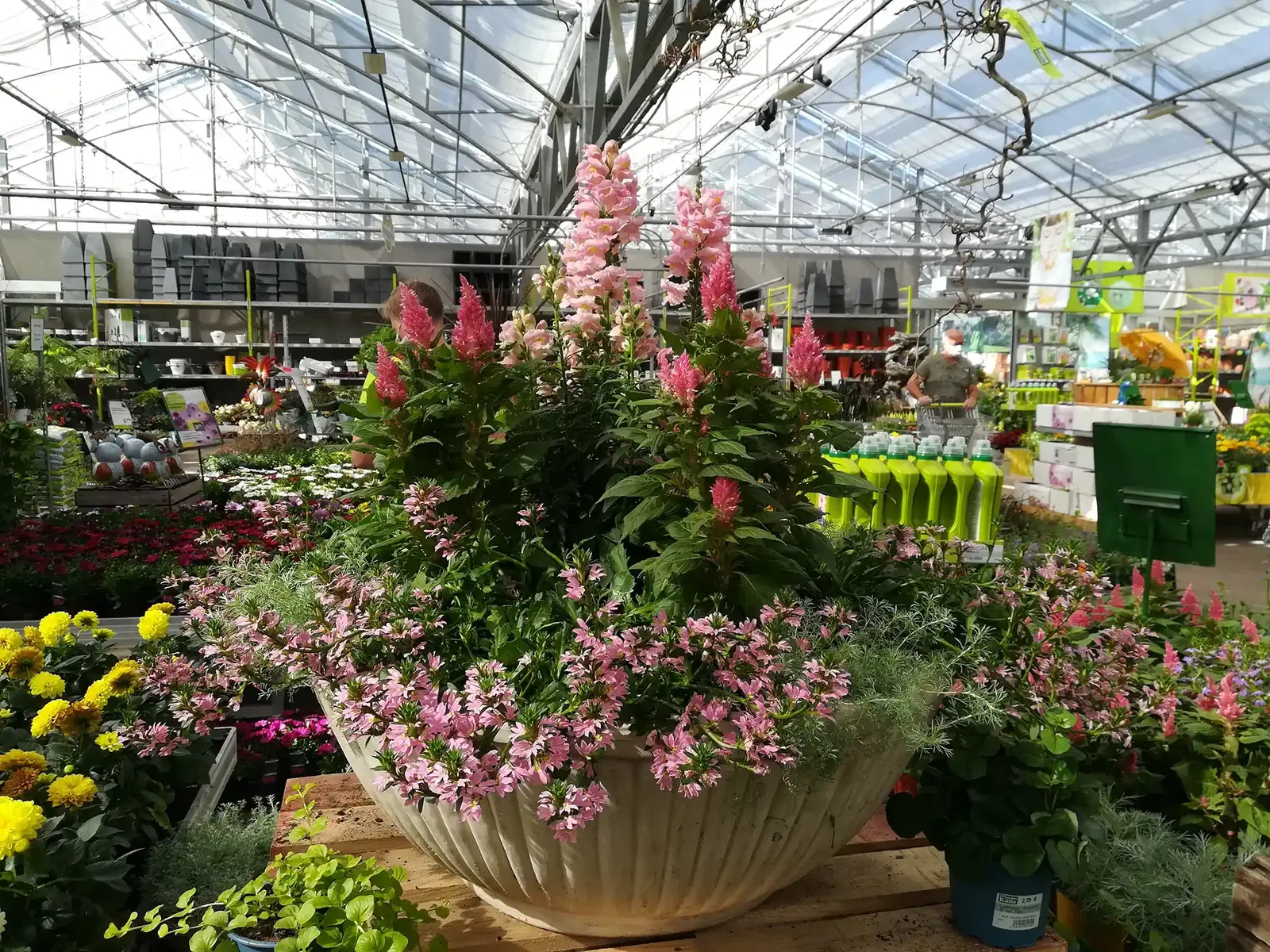 Fächerblume in großem Kübel kombiniert