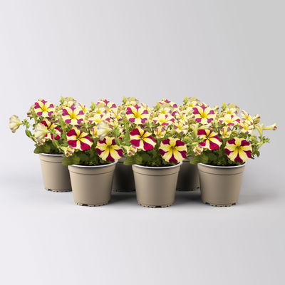 Petunie 'Amore® Queen of Hearts' rot-gelb, hängend, Topf-Ø 13 cm, 6 Pflanzen