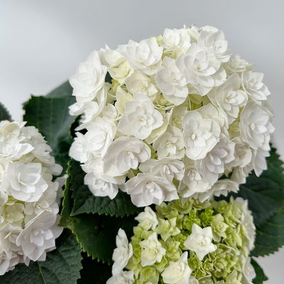 Hortensie 'Florencia' weiß, 3+Dolden, Topf-Ø 10 cm, 2er-Set Hortensie 'Florencia' weiß, 3+Dolden, Topf-Ø 10 cm, 2er-Set