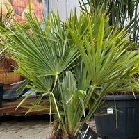 Hanfpalme, Multistamm, Topf 25 Liter, Höhe ca. 120-140 cm Hanfpalme, Multistamm, Topf 25 Liter, Höhe ca. 120-140 cm