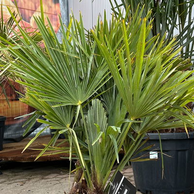 Hanfpalme, Multistamm, Topf 25 Liter, Höhe ca. 120-140 cm Hanfpalme, Multistamm, Topf 25 Liter, Höhe ca. 120-140 cm