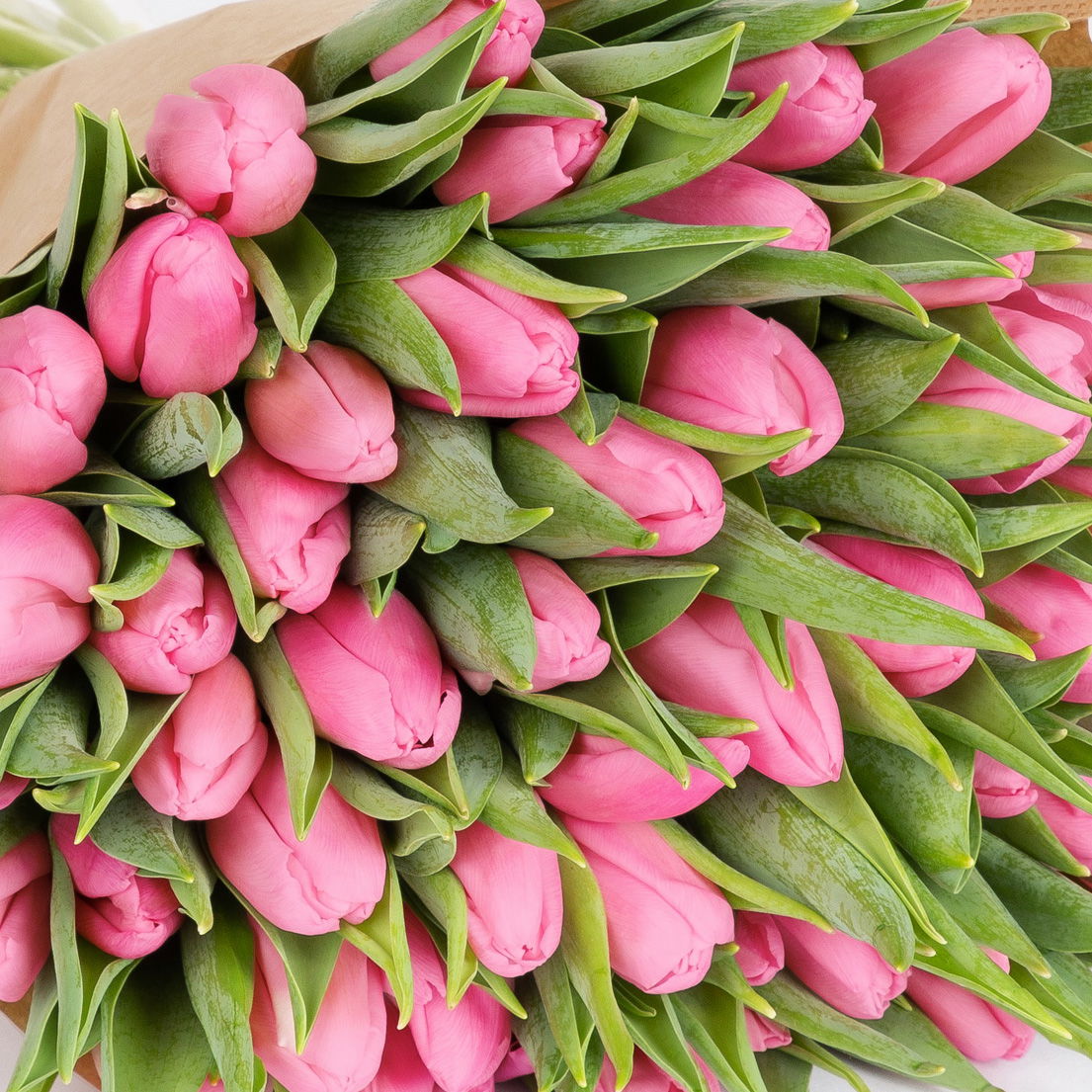 50 rosa Tulpen