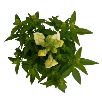 Löwenmäulchen weiß, Topf 12 cm Ø, 6 Stück